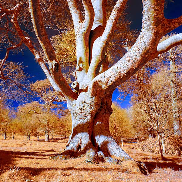 Fagus Sylvatica Infrared Stereography Beech Tree